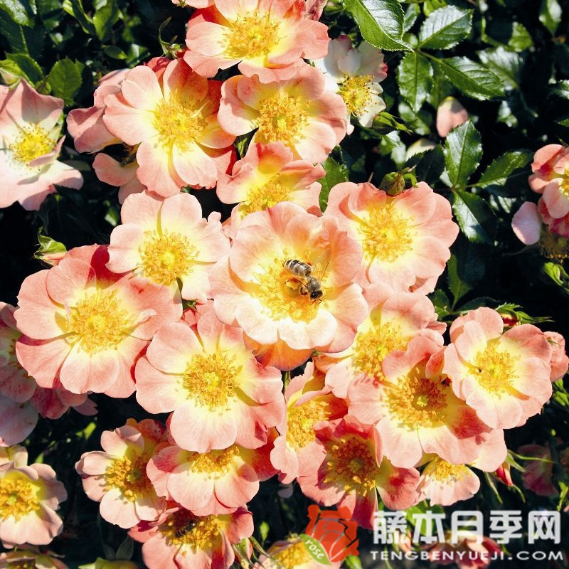 杏色蜜蜂樂園月季