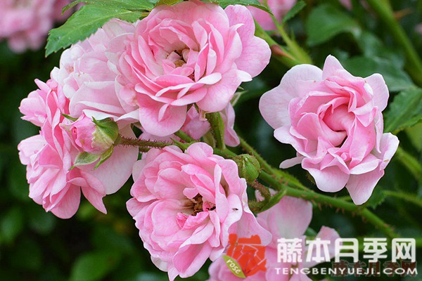 小仙女月季優(yōu)缺點