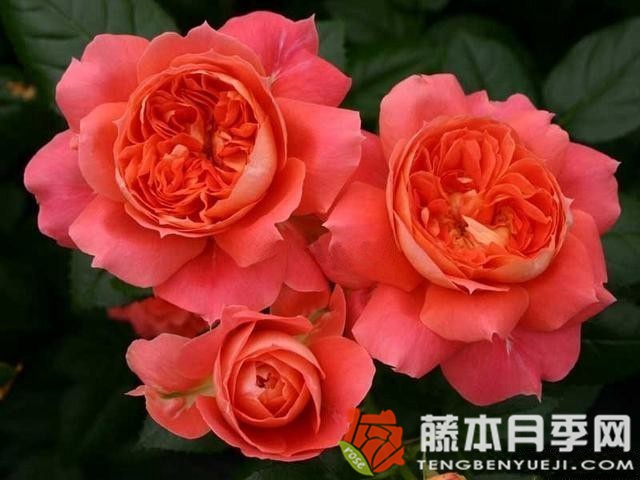 橙色花環(huán)月季優(yōu)缺點(diǎn)