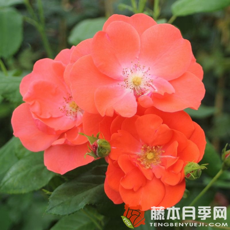 煙花月季