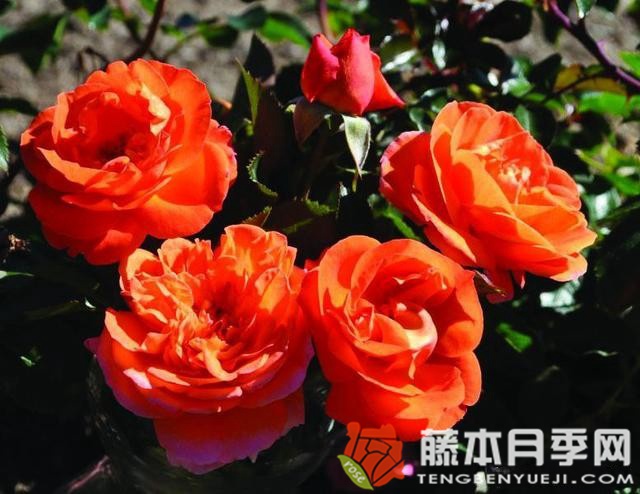 芒果陽(yáng)臺(tái)月季優(yōu)缺點(diǎn)