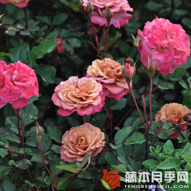 帷幕月季優(yōu)缺點