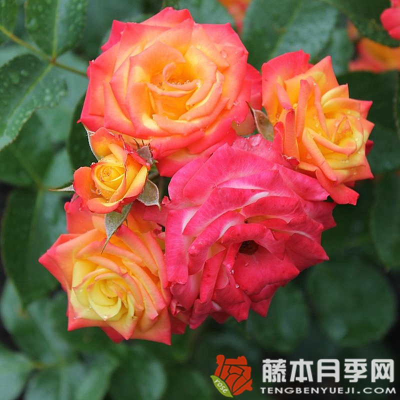 熱帶小柑橘Tropical Clementine