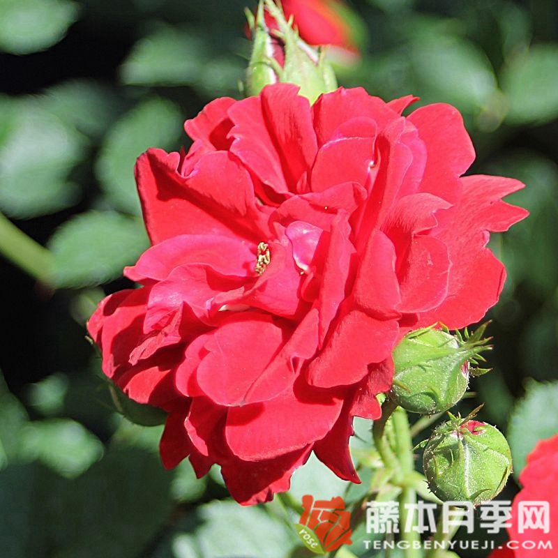 矮人國王Dwarf King