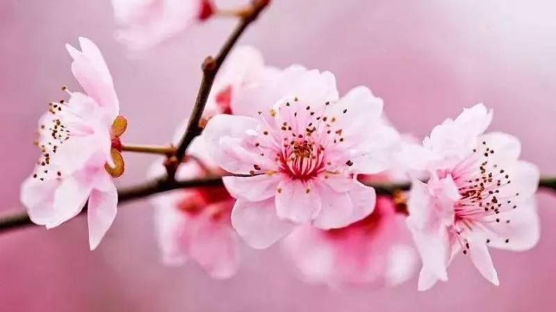 桃花是什么季節(jié)開(kāi)的(桃花有幾種顏色)