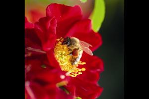 紅色蜜蜂樂(lè)園Bienenweide Rot