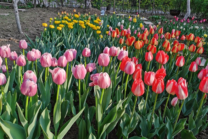 郁金香什么時候開花(郁金香花期)