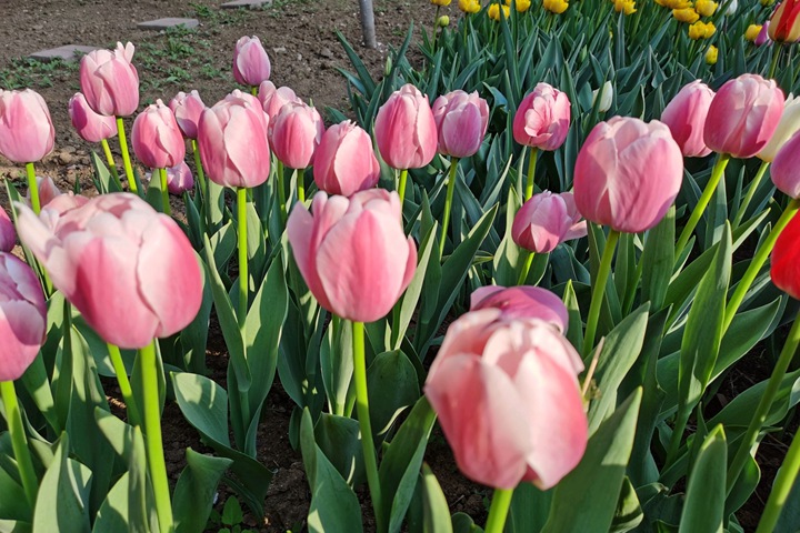 郁金香什么時候開花(郁金香花期)