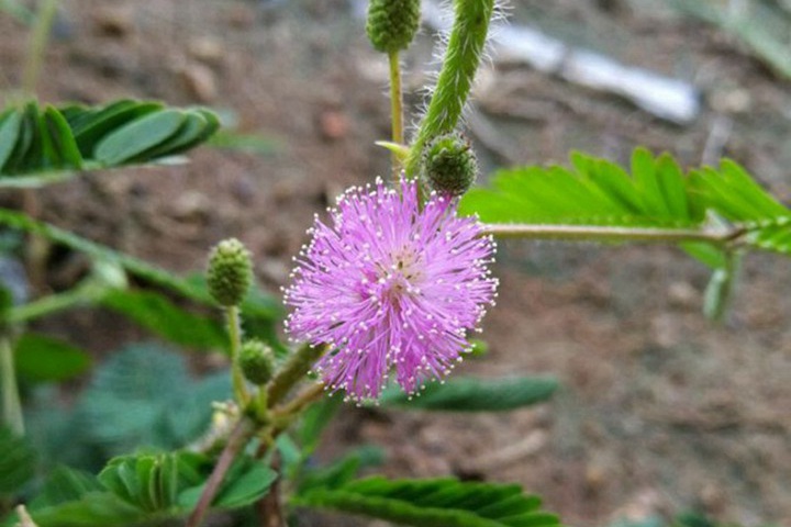 含羞草會開花嗎(含羞草花是什么樣子的)