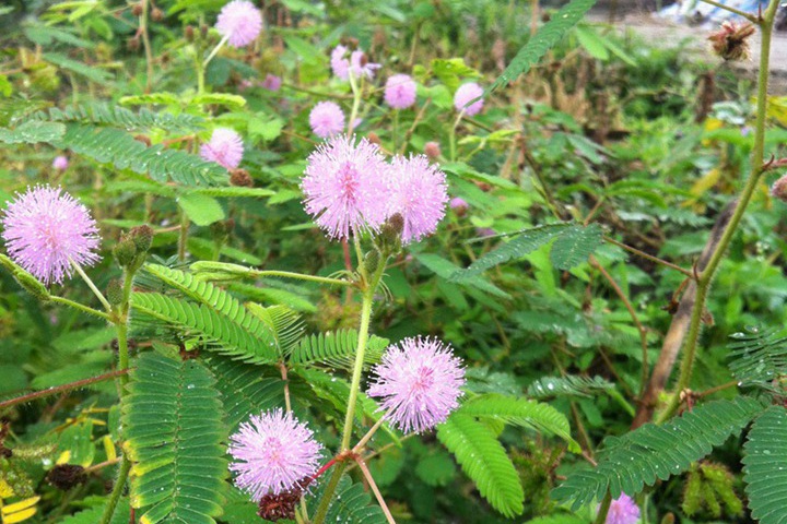 含羞草會開花嗎(含羞草花是什么樣子的)