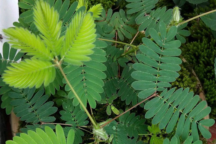 含羞草會開花嗎(含羞草花是什么樣子的)