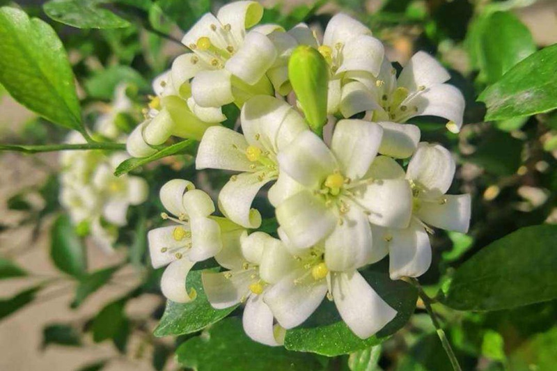 九里香什么時候開花(九里香的花期)