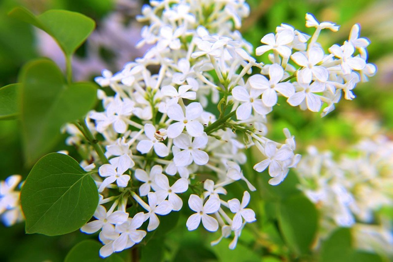 丁香花是什么顏色的