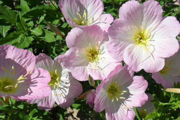 夜來(lái)香什么時(shí)候開(kāi)花(夜來(lái)香的花期)