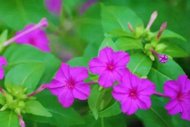 夜來(lái)香什么時(shí)候開(kāi)花(夜來(lái)香的花期)