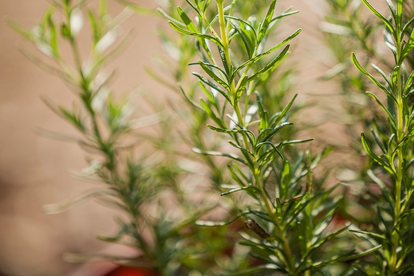 可以驅(qū)除跳蚤和蜱蟲(chóng)的植物推薦