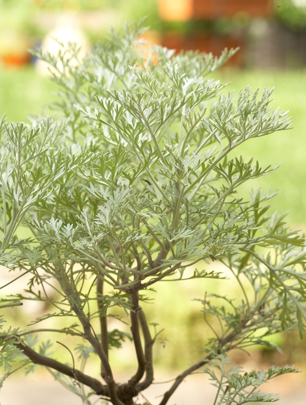 可以驅(qū)除跳蚤和蜱蟲(chóng)的植物推薦