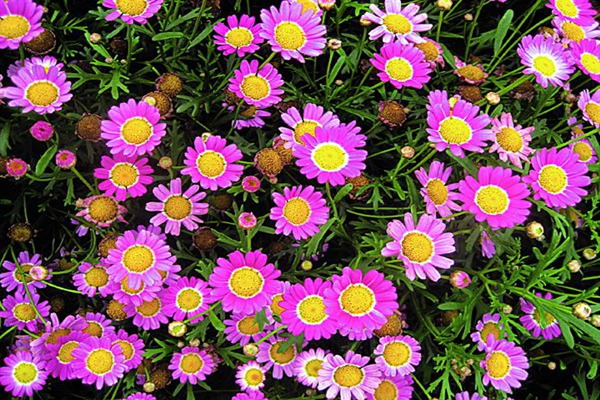 茼蒿菊幾月份開(kāi)花(花期多久)