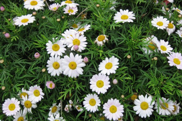 茼蒿菊幾月份開(kāi)花(花期多久)