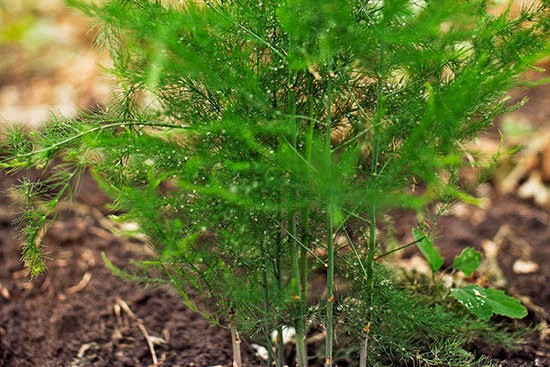 蘆筍的種植時間及種植方法