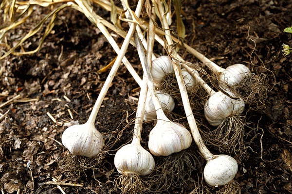 可以驅(qū)除跳蚤和蜱蟲(chóng)的植物推薦