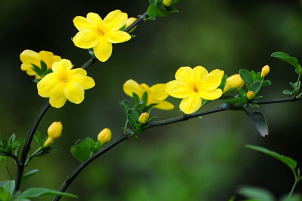 報春花與迎春花的區(qū)別有哪些