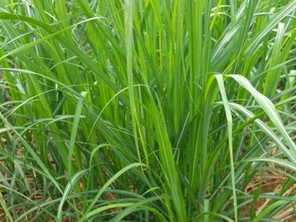 甜象草是多年生還是一年生草本植物