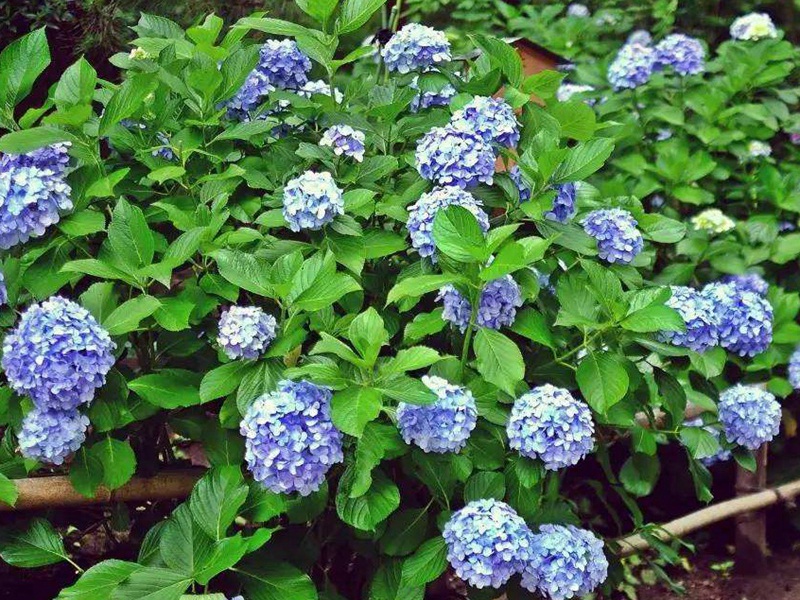 繡球花的花語，繡球花花期是幾月