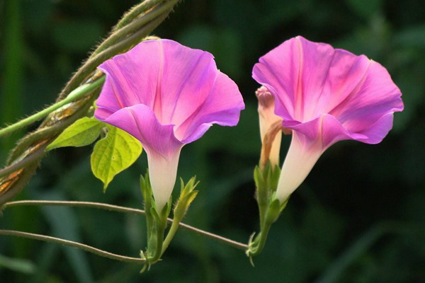 [牽?；╙牽牛花花期_種子種植方法