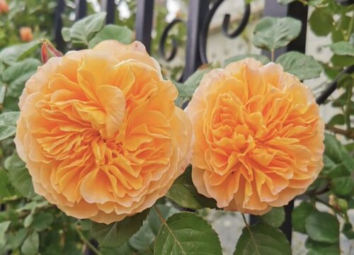 春天月季花的養(yǎng)護(hù)注意事項