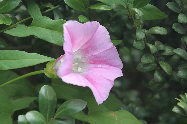 打碗花與牽?；ǖ膮^(qū)別有哪些