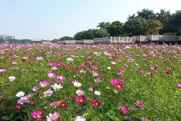 秋英花與格?；ǖ膮^(qū)別有哪些？