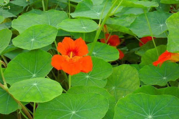 [旱金蓮]旱金蓮花期_種子種植方法