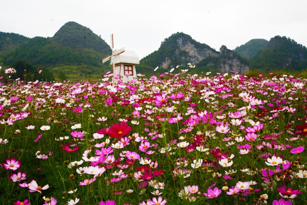 格?；ǖ幕ㄕZ(yǔ)以及寓意