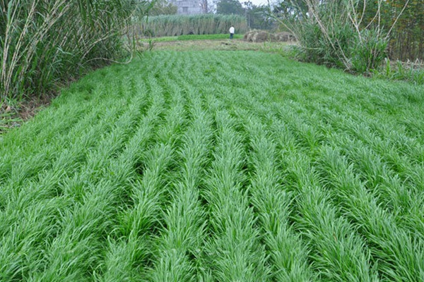 一年生黑麥草和多年生黑麥草哪個(gè)長(zhǎng)的高？