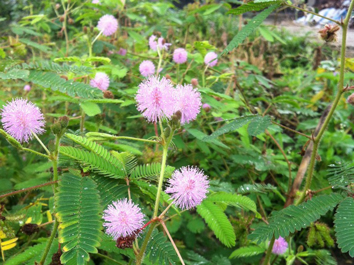 含羞草的花語和象征寓意