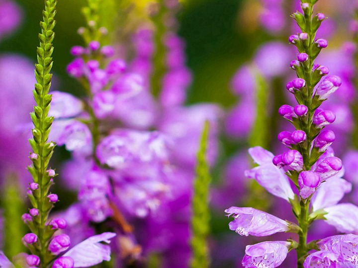 飛燕草的花期、花語(yǔ)和象征寓意