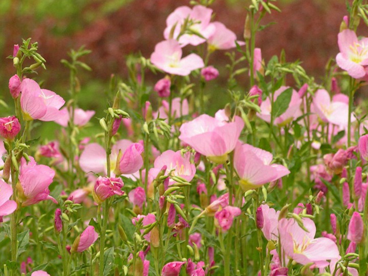 美麗月見(jiàn)草的花語(yǔ)和象征寓意