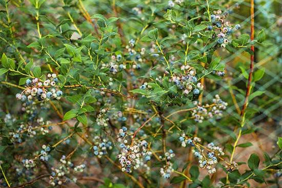 花園里種植水果需要注意些什么？