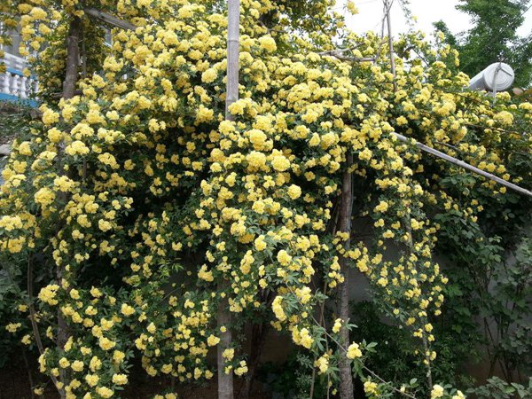 木香花冬天會(huì)落葉嗎？