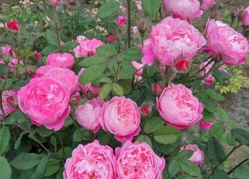 春天月季花的養(yǎng)護(hù)注意事項