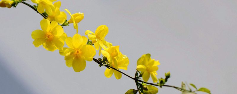 春天開(kāi)的花都有什么