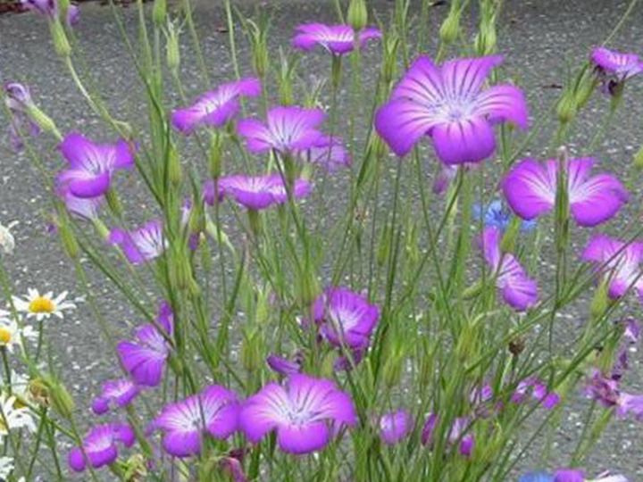 麥仙翁種子的種植方法，什么時(shí)候發(fā)芽
