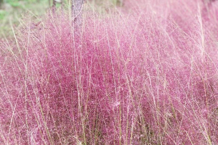 粉黛亂子草花期是幾月，花期能持續(xù)多久