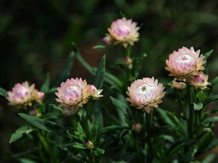 麥桿菊種子的種植方法，是一年生還是多年生