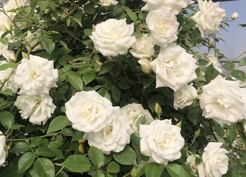 春天月季花的養(yǎng)護(hù)注意事項
