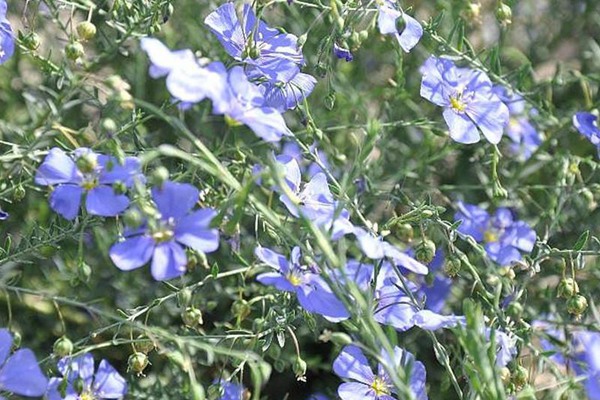 藍花亞麻