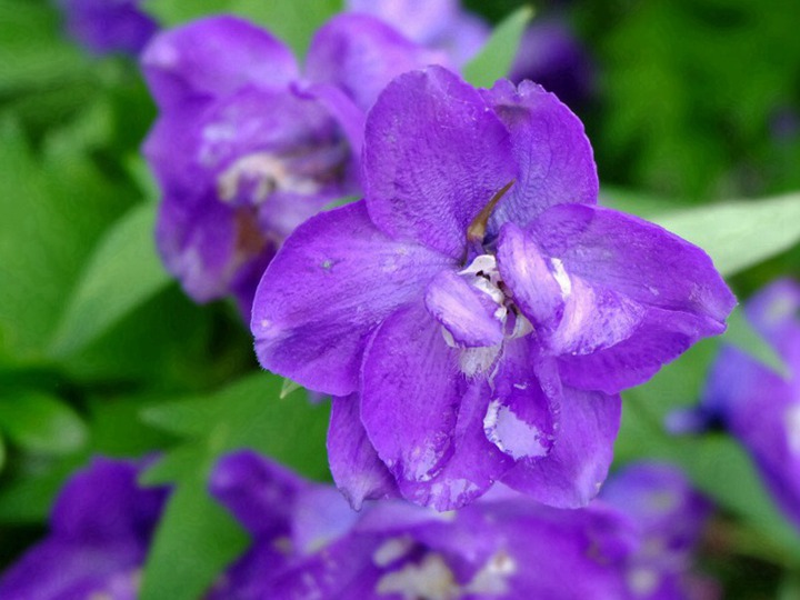 飛燕草的花期、花語(yǔ)和象征寓意