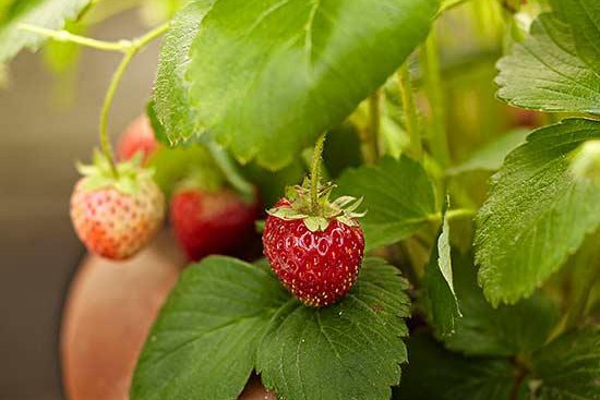 非常全面的草莓種植方法介紹