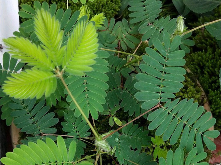 含羞草的六種花語(yǔ)